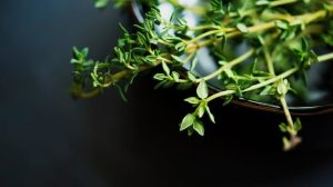Pentru ce este bun cimbrul? 7 beneficii ale acestei plante